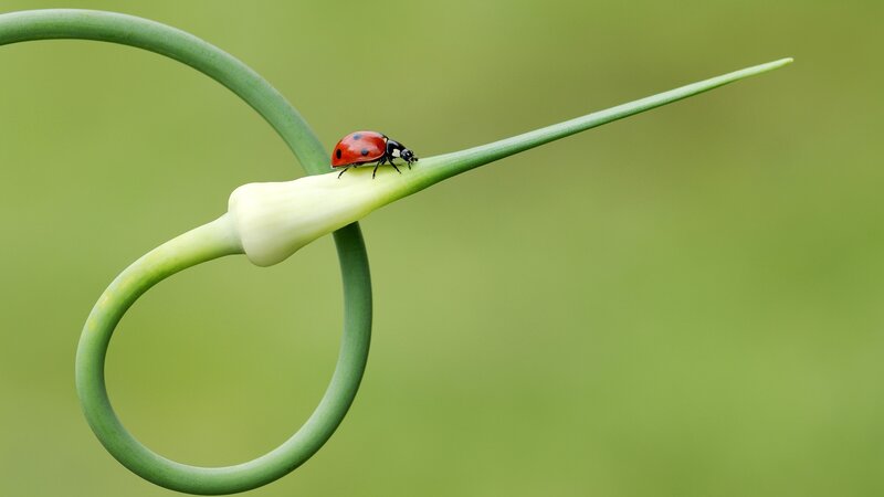 Ladybug on Green Stem — Serene, Morning