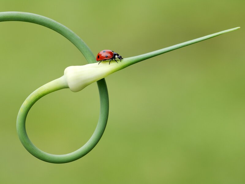 Ladybug on Green Stem — Serene, Photograph, Plant