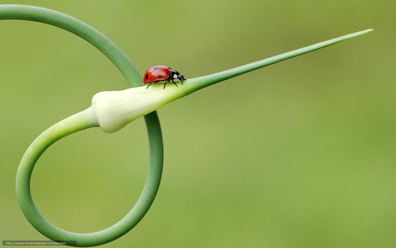 Ladybug on Green Stem — Serene, Photograph