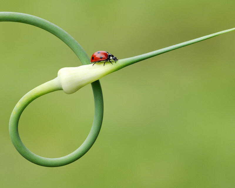 Ladybug on Green Stem — Serene