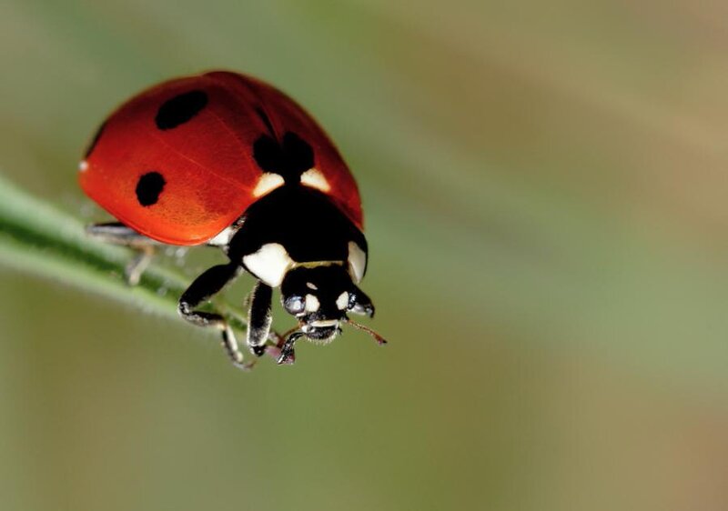 Ladybug on Green Stem