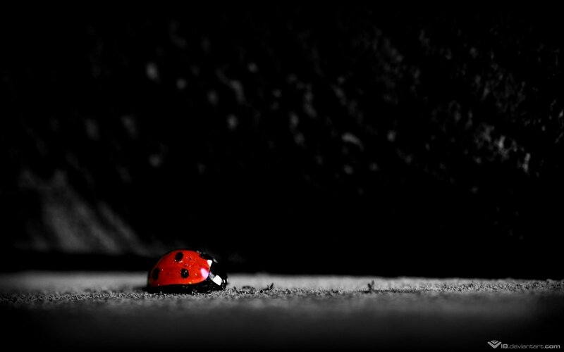 Ladybug on Ground — Red, Dramatic