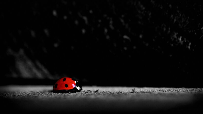 Ladybug on Ground — Red
