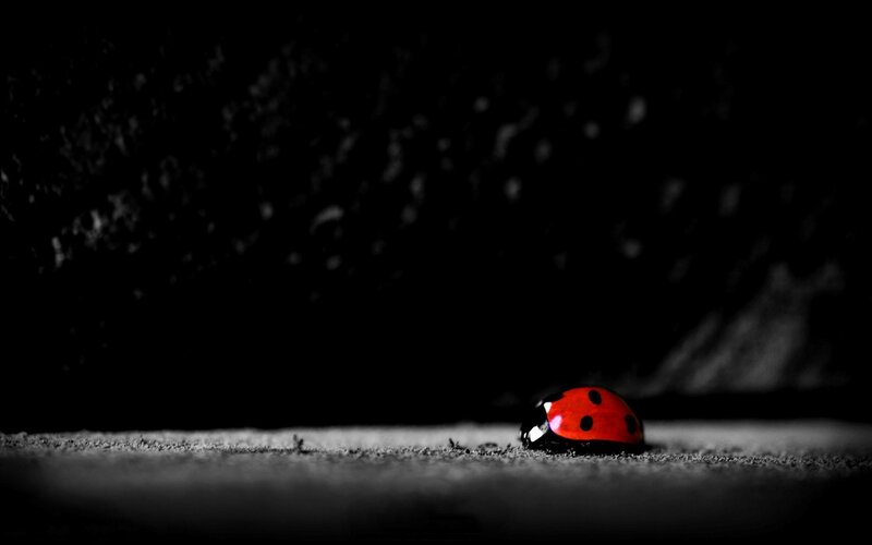 Ladybug on Ground