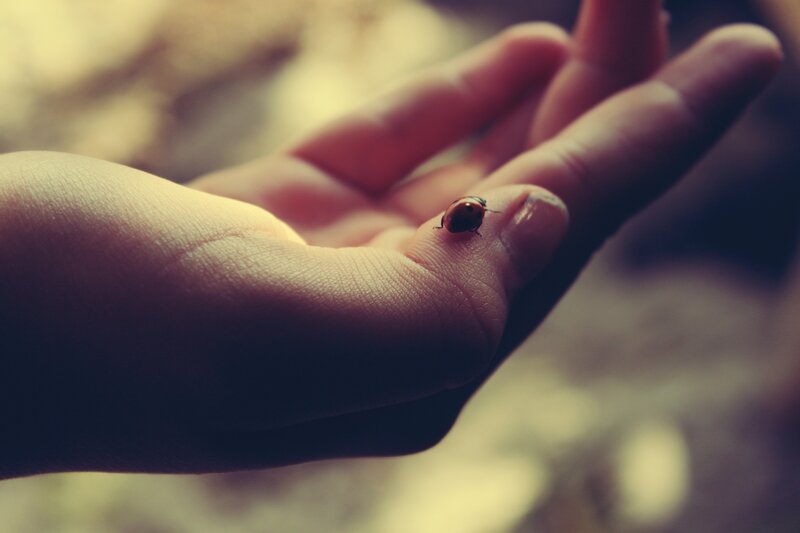 Ladybug on Hand — Brown