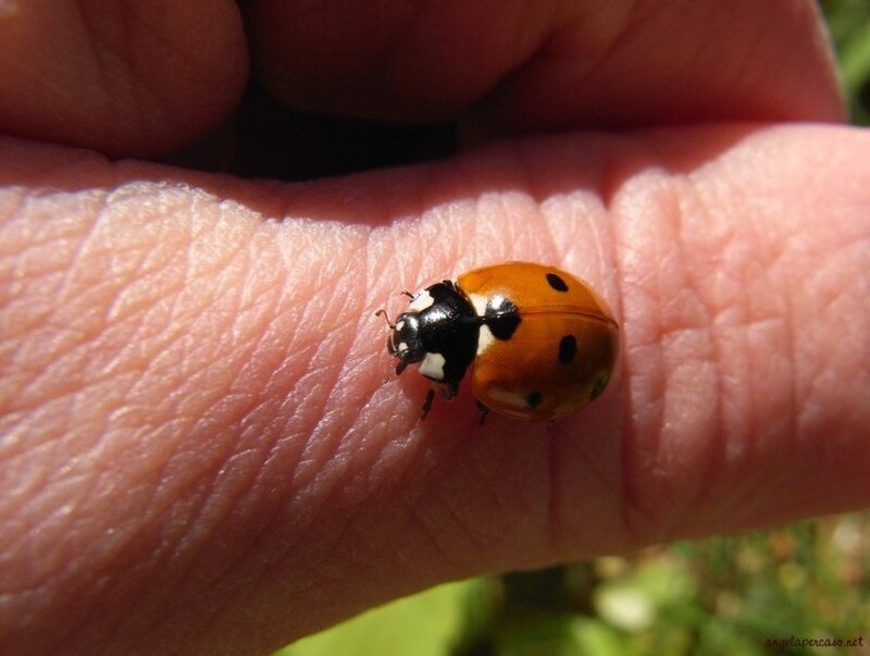 Ladybug on Hand