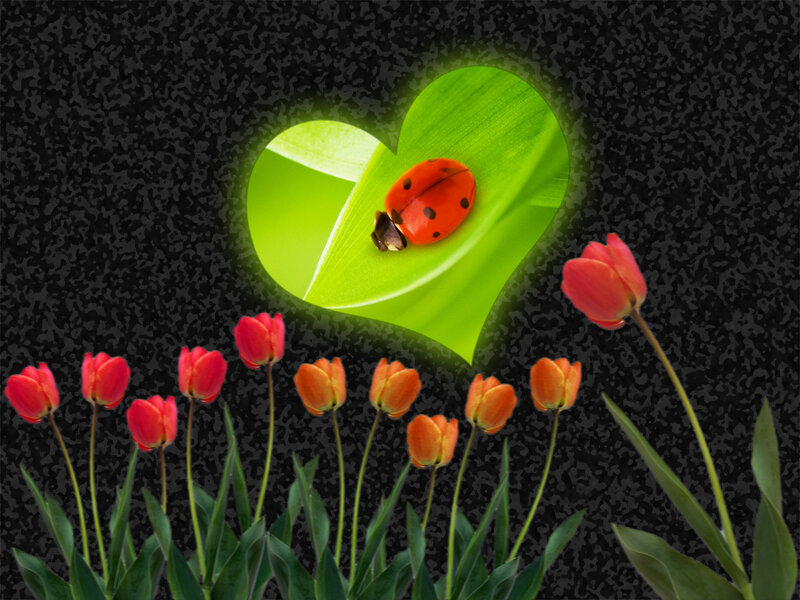 Ladybug on Heart-shaped Leaf