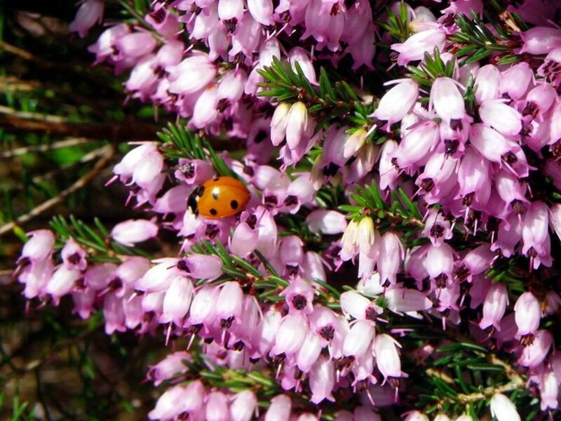 Ladybug on Heather Flowers