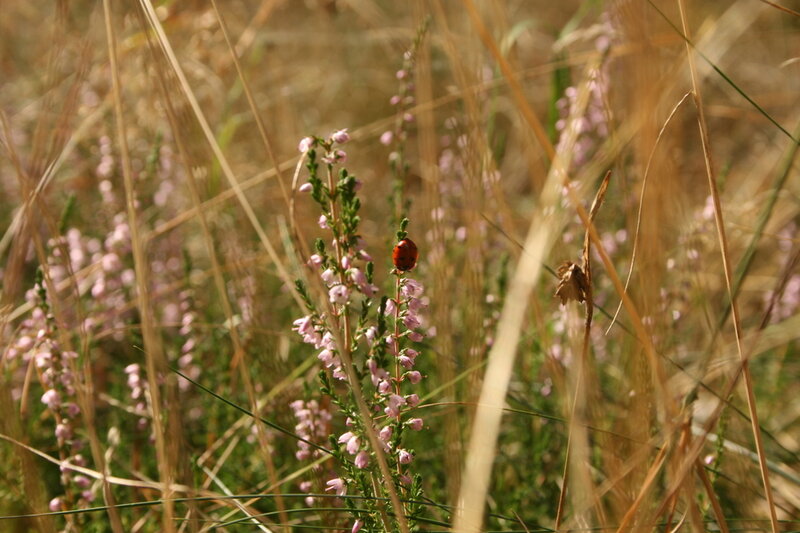 Ladybug on Heather