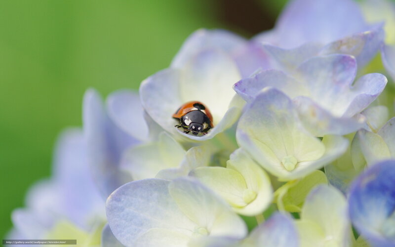 Ladybug on Hydrangea — Blue, Serene, Spring