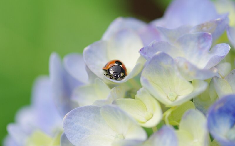 Ladybug on Hydrangea — Blue, Serene, Summer, Photograph, Flower