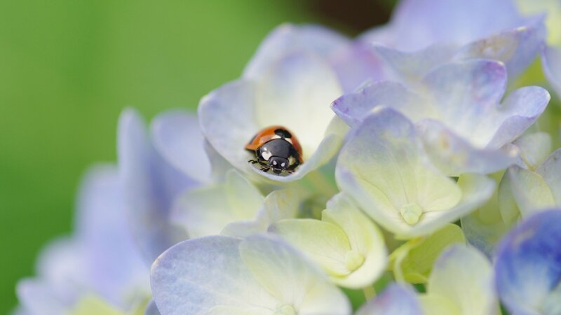 Ladybug on Hydrangea — Blue, Serene, Summer, Photograph