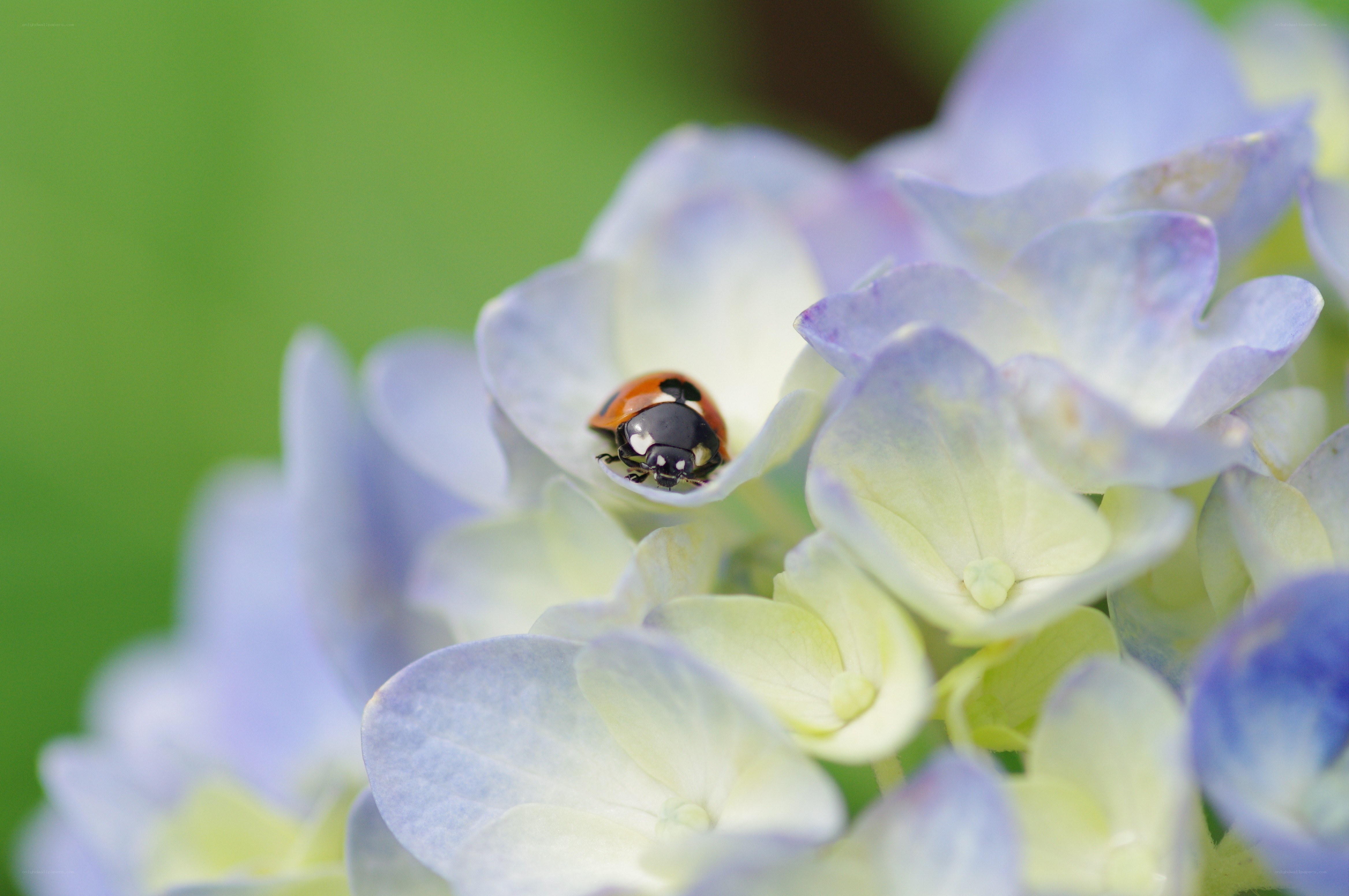 ladybug on hydrangea flower