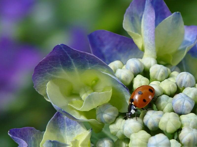 Ladybug on Hydrangea