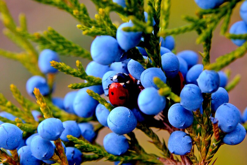 Ladybug on Juniper Berries — Blue
