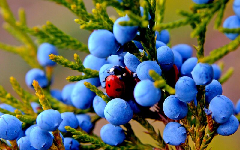 Ladybug on Juniper Berries