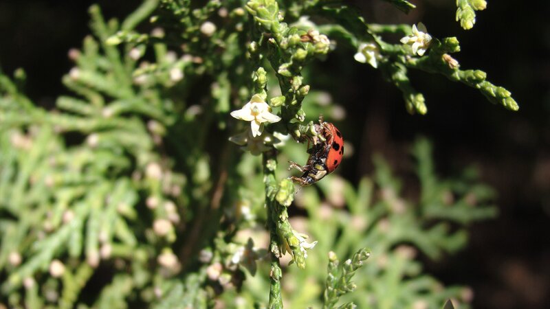 Ladybug on Juniper