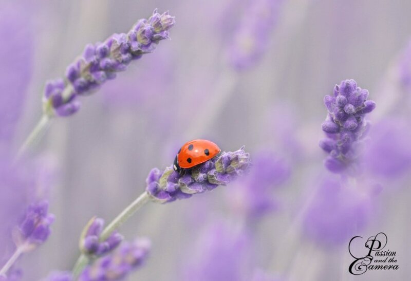 Ladybug on Lavender — Purple