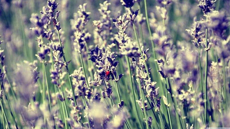 Ladybug on Lavender