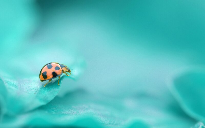 Ladybug on Leaf — Black