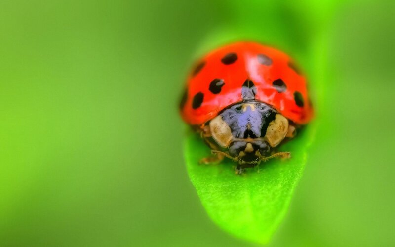Ladybug on Leaf — Calm