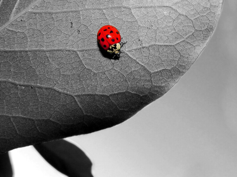 Ladybug on Leaf — Dramatic