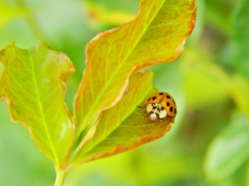 Ladybug on Leaf — Green, Calm, Afternoon, Photograph, Insect
