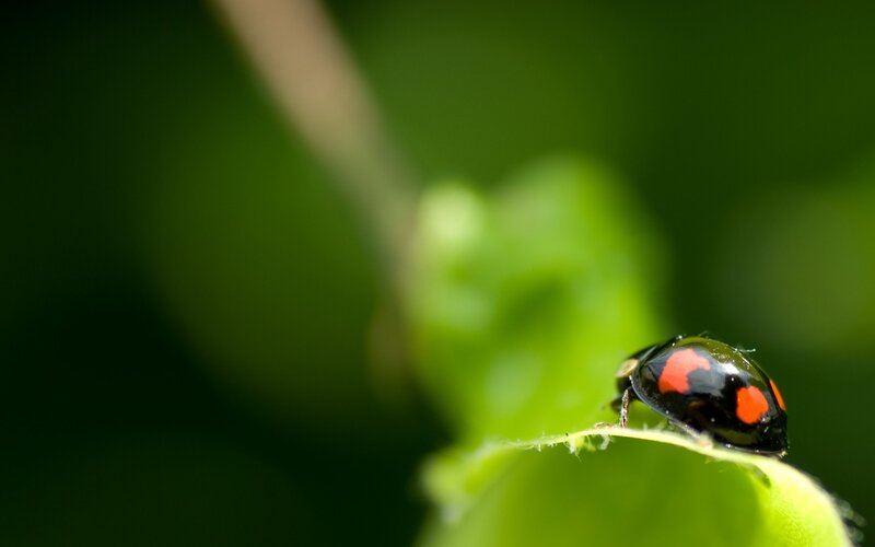 Ladybug on Leaf — Green, Calm, Afternoon, Photograph, Plant