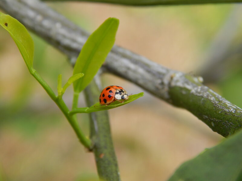 Ladybug on Leaf — Green, Calm, Afternoon, Photograph