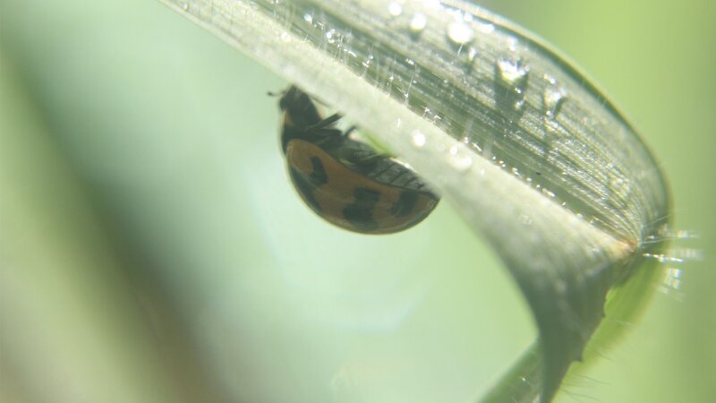 Ladybug on Leaf — Green, Calm, Morning, Photograph, Droplets