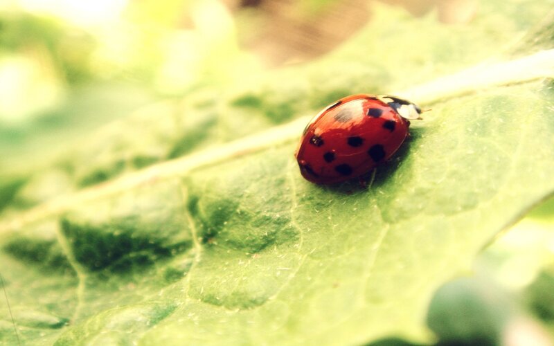 Ladybug on Leaf — Green, Calm, Morning, Photograph