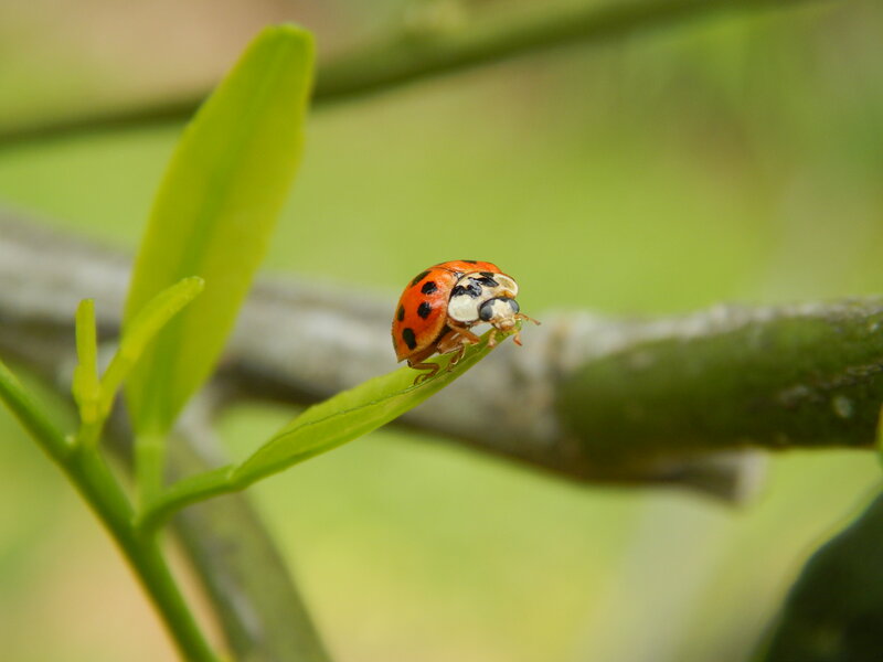 Ladybug on Leaf — Green, Calm, Morning
