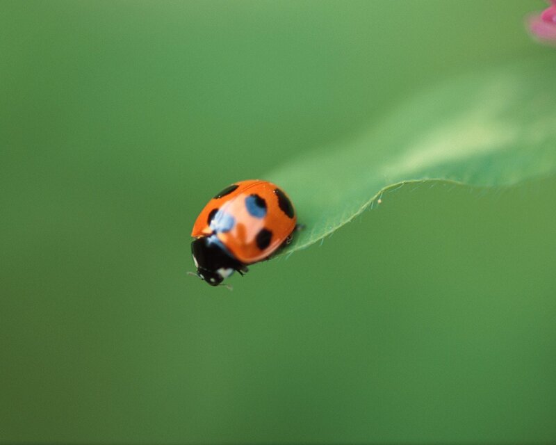 Ladybug on Leaf — Green, Calm, Photograph, Flower