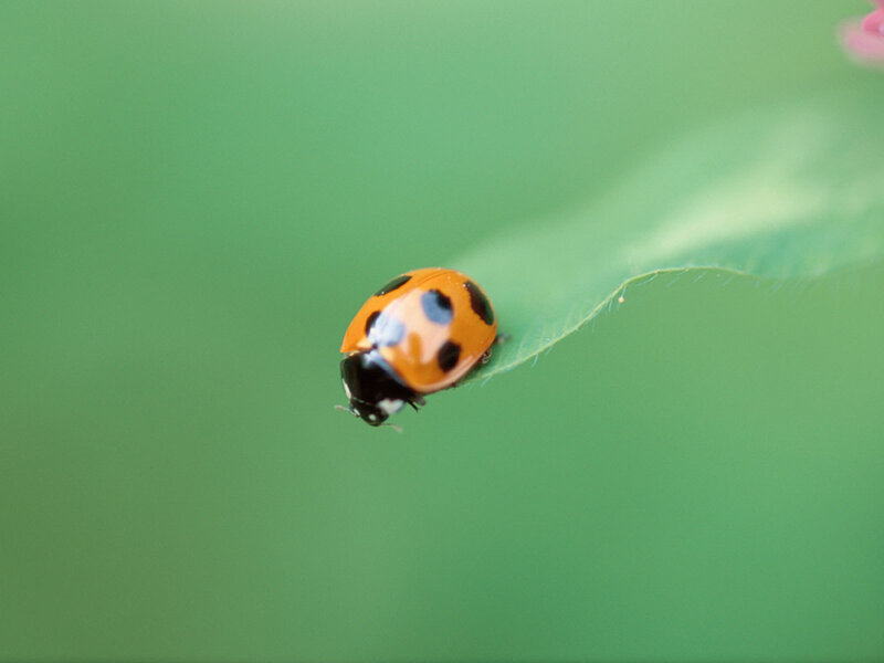 Ladybug on Leaf — Green, Calm, Photograph, Green Background, Orange