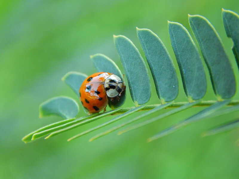 Ladybug on Leaf — Green, Calm, Photograph, Plant