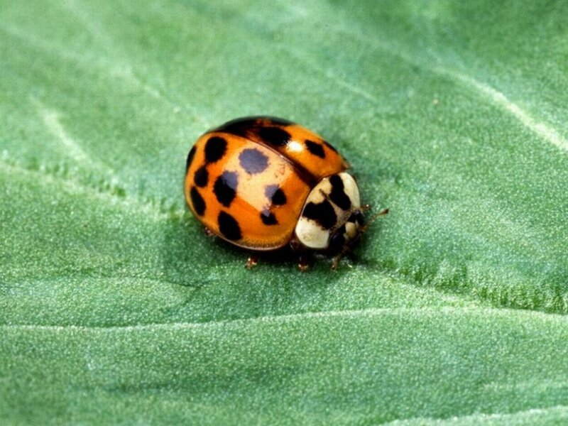 Ladybug on Leaf — Green, Calm, Photograph