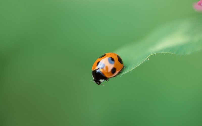 Ladybug on Leaf — Green, Calm, Summer