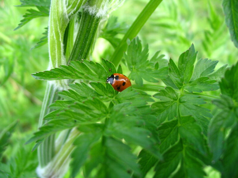 Ladybug on Leaf — Green, Calm