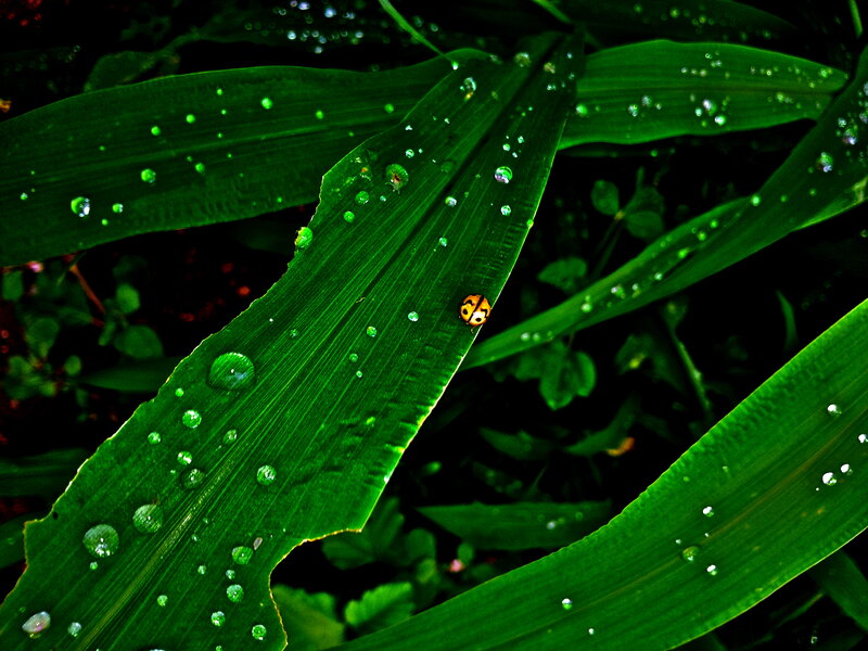 Ladybug on Leaf — Green, Natural, Morning