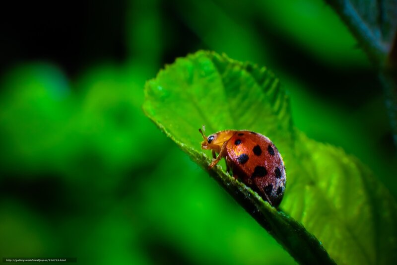 Ladybug on Leaf — Green, Natural, Photograph