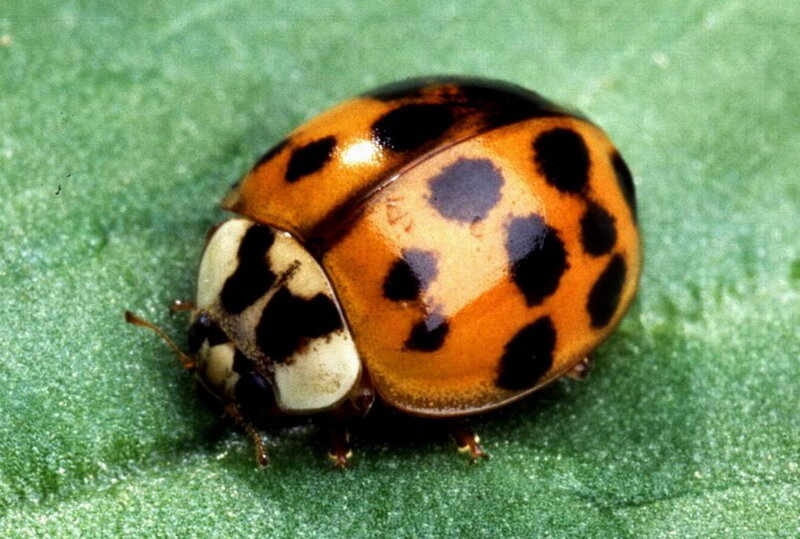 Ladybug on Leaf — Green, Natural