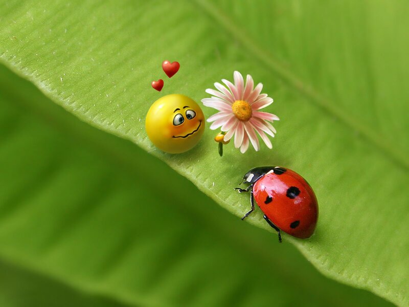 Ladybug on Leaf — Green, Playful, Photograph, Smiley Face