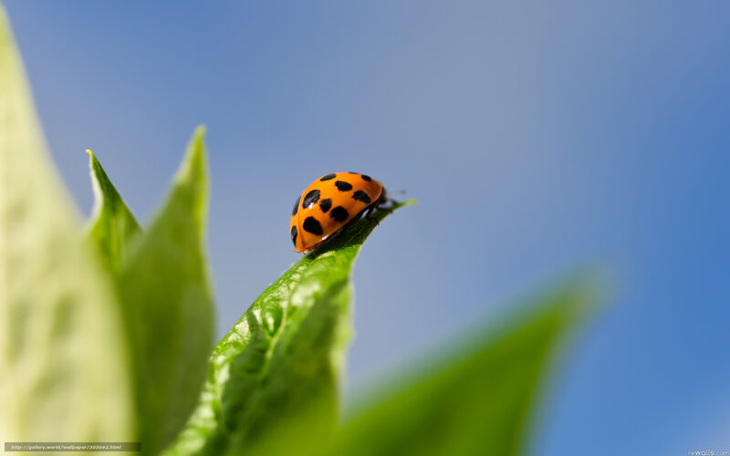 Ladybug on Leaf — Green, Serene, Afternoon, Photograph, Sky