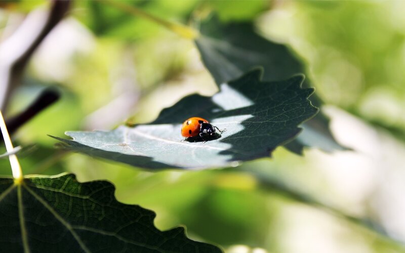 Ladybug on Leaf — Green, Serene, Afternoon, Photograph, Sunlight