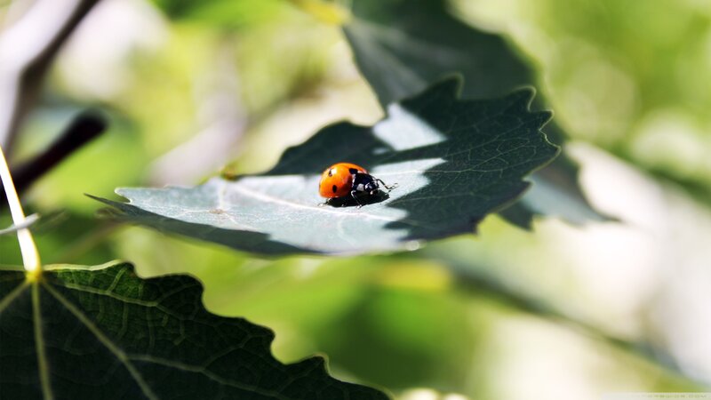 Ladybug on Leaf — Green, Serene, Afternoon, Photograph