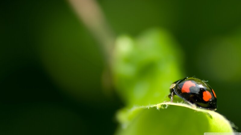 Ladybug on Leaf — Green, Serene, Afternoon