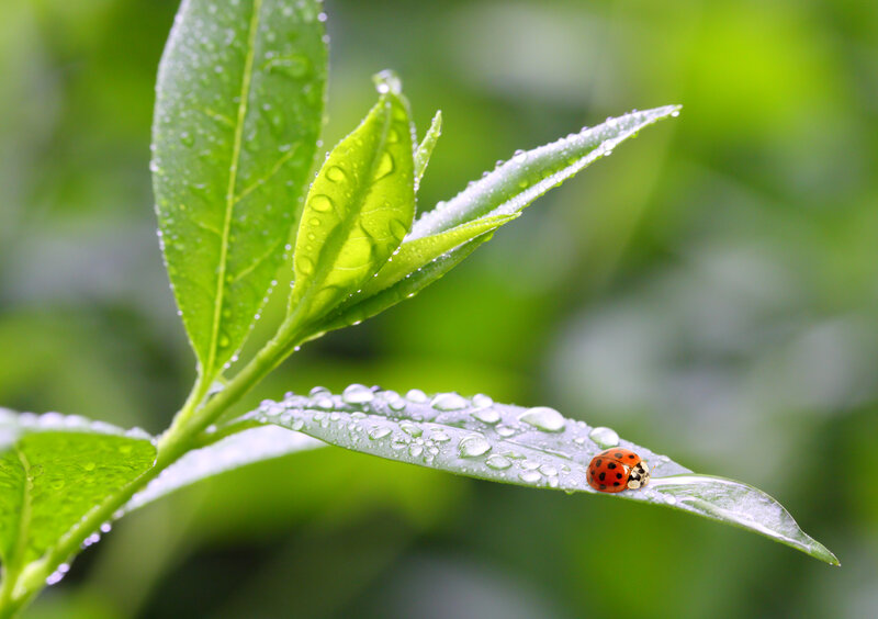Ladybug on Leaf — Green, Serene, Morning, Photograph, Dew Drops