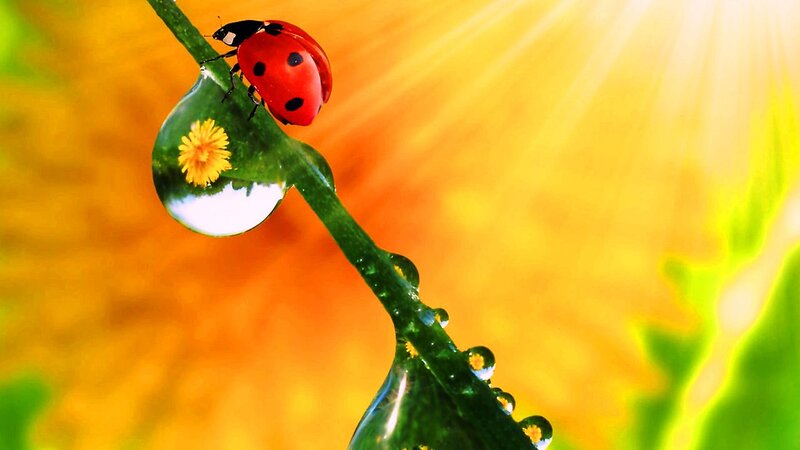 Ladybug on Leaf — Green, Serene, Morning, Photograph, Drop