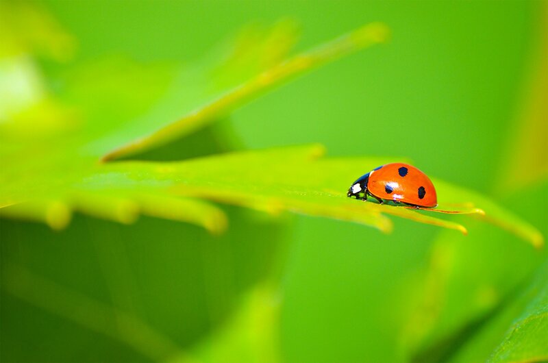 Ladybug on Leaf — Green, Serene, Morning, Photograph, Red