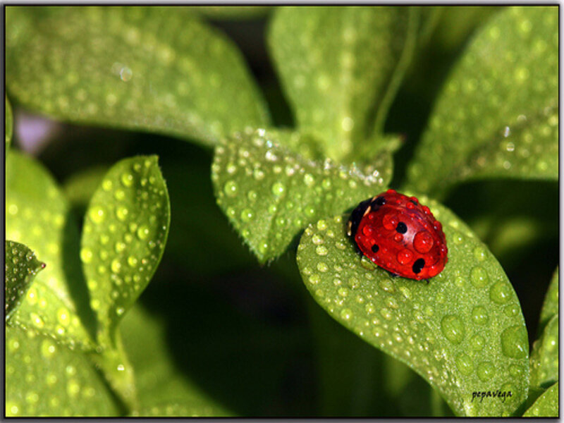 Ladybug on Leaf — Green, Serene, Morning, Photograph
